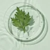 ROUND LAB Mugwort Calming Soothing Gel